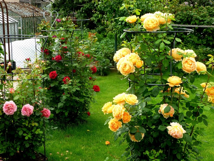 Garden with climbing roses in bloom