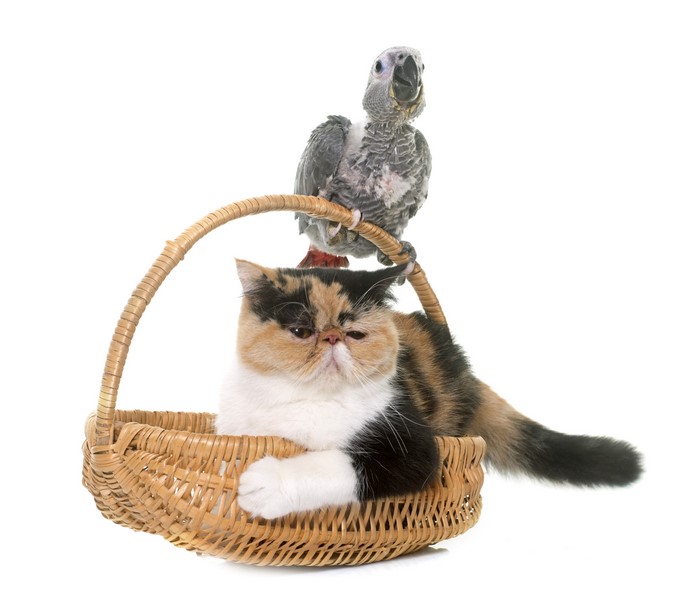 Cat and Parrot in Wicker Basket