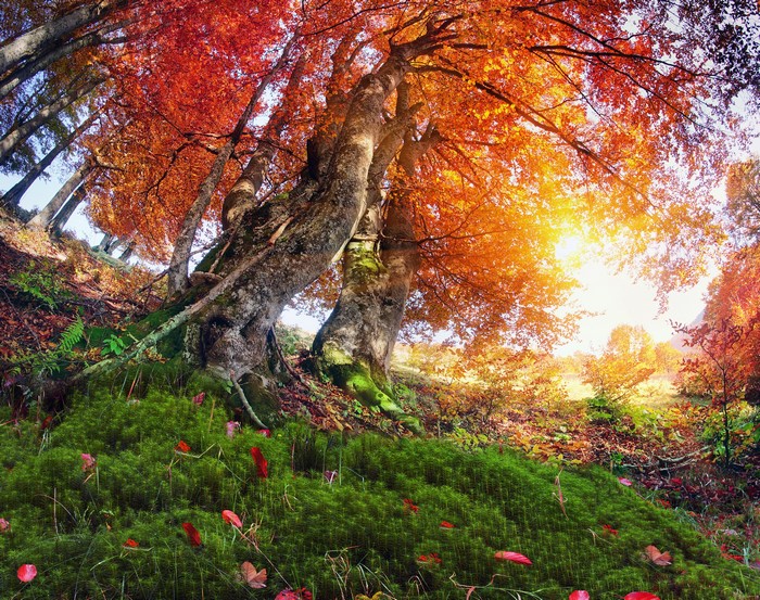 Autumn forest with mossy ground and colorful trees