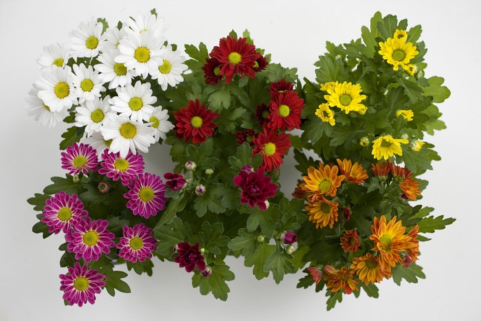 4K Chrysanthemums in various colors
