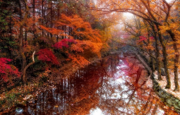Autumn forest with a river and reflections