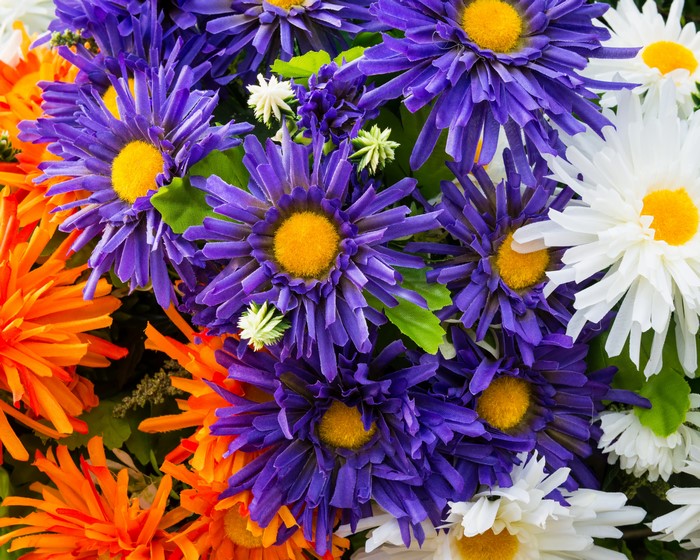 Close-up of colorful asters