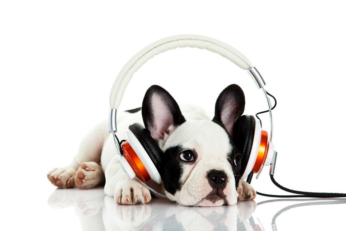 French Bulldog puppy wearing headphones on white background