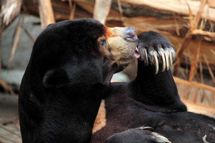 Malayan bear licking another bear's paw