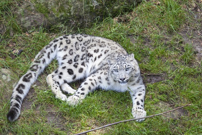 Snow leopard lying on grass