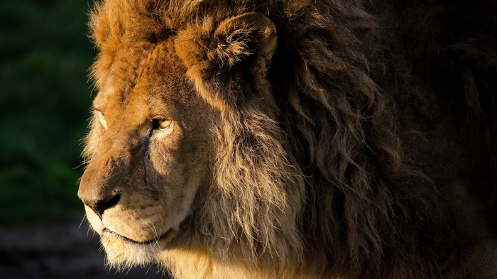 Close-up of a male lion's face