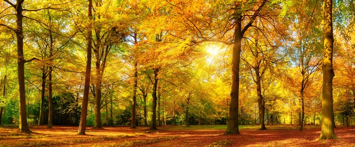4K Autumn Park with Trees and Rays of Light