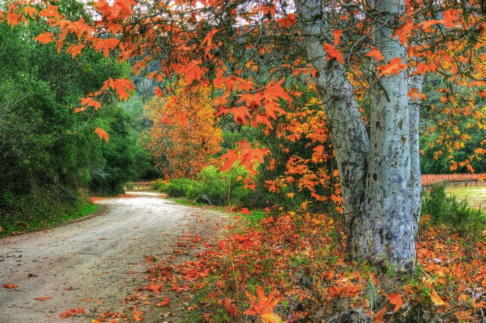 Autumn road with colorful foliage and a large tree