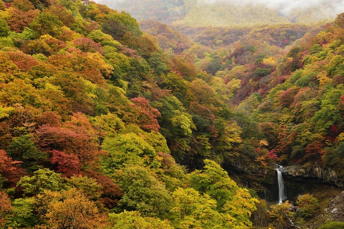 Autumn forest with waterfall