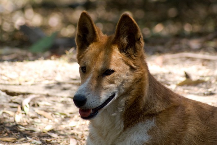 4K Dingo Dog