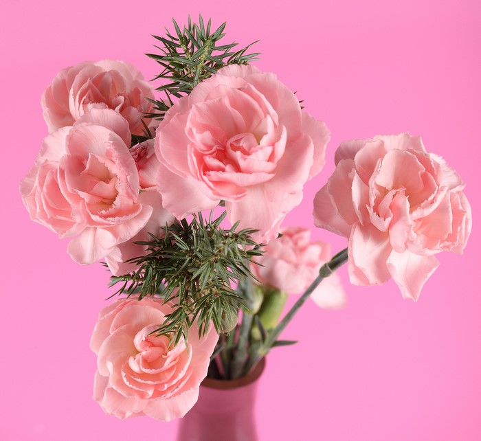 Pink carnations with green foliage in a pink vase
