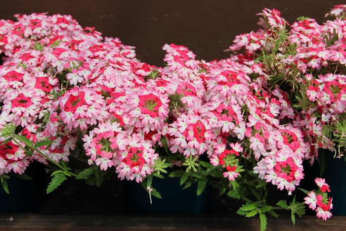 Pink and red verbena flowers