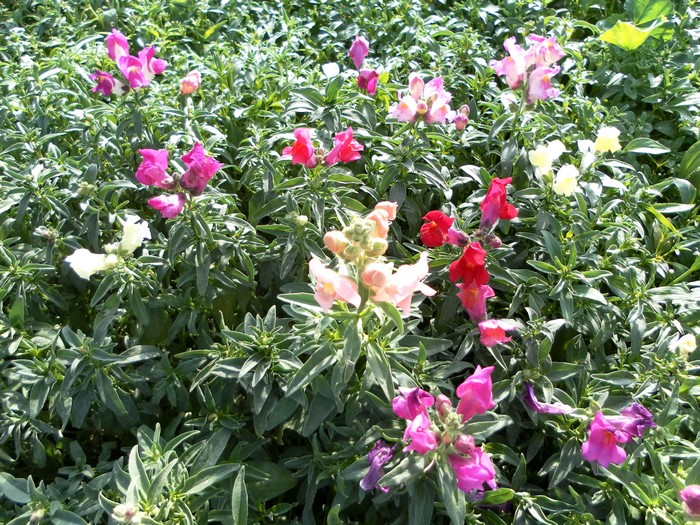 4K Antirrhinum flowers