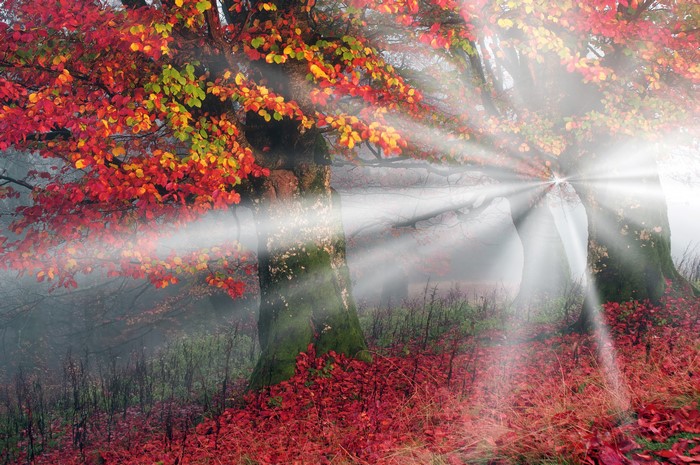 4K Ukraine Carpathians Autumn Foliage Rays of Light