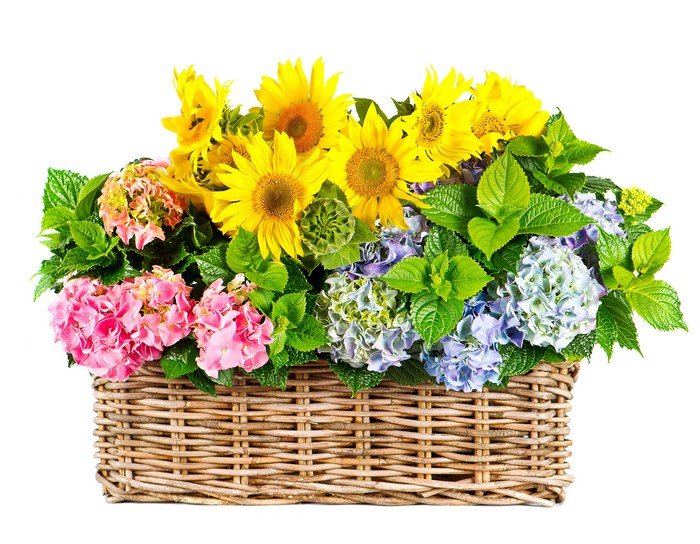 Hydrangeas and Sunflowers in a Wicker Basket