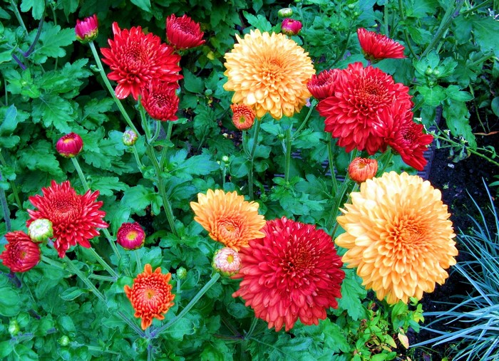 Red and orange chrysanthemums in bloom