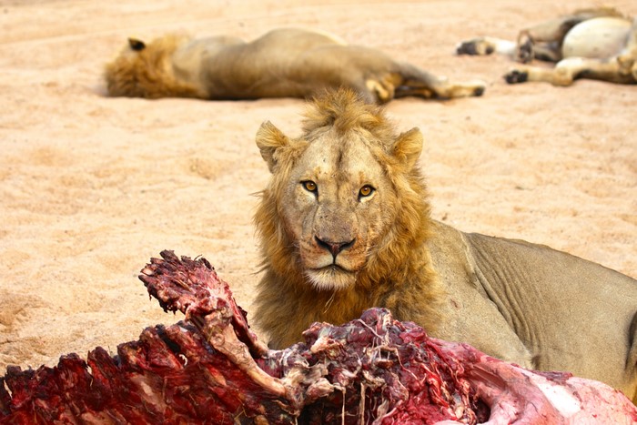 Lions feeding on a carcass