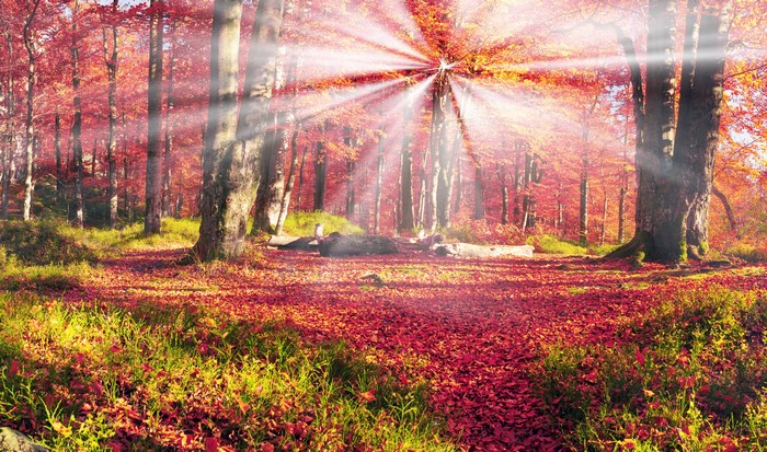 Autumn forest in Carpathians with sun rays