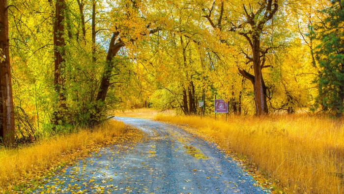 Autumn road through trees with yellow foliage