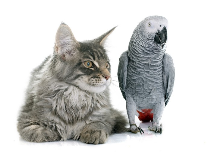 Maine Coon Cat and African Grey Parrot on White Background
