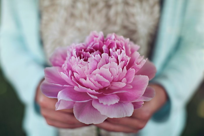 4K Pink Peony Flower Closeup