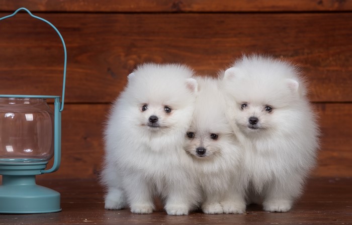Three White Pomeranian Puppies with Lantern