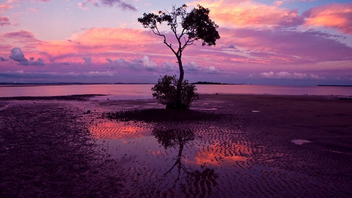Tree reflected in water at sunset