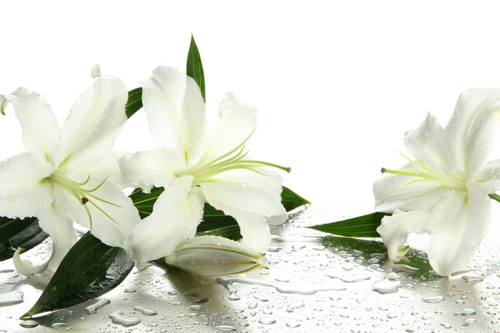 White Lilies with Water Droplets