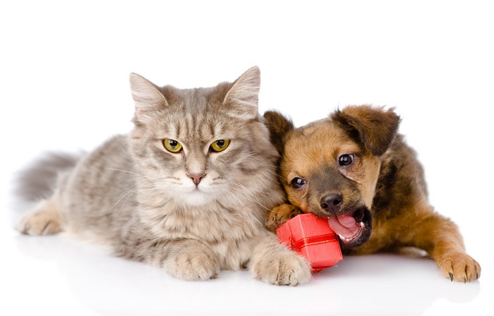 4K Cat and Puppy with Red Gift