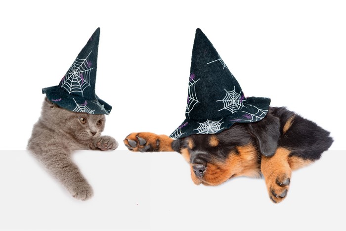 Kitten and Rottweiler puppy wearing Halloween hats