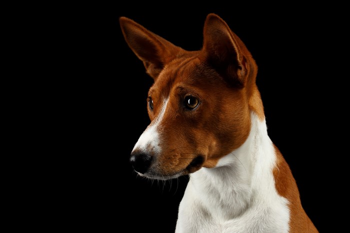 Basenji Dog Portrait on Black Background