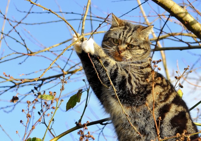 Tabby cat climbing on tree branches