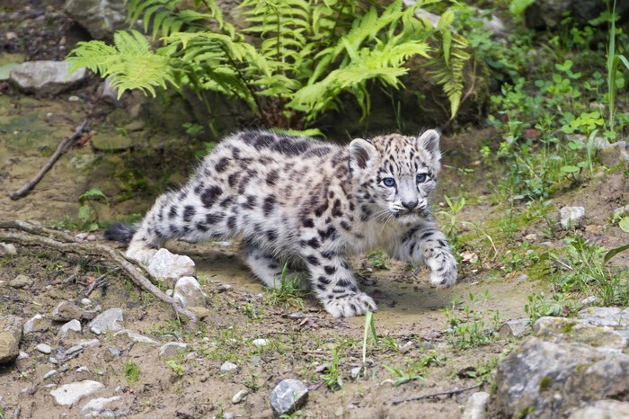 Snow leopard cub walking in a rocky, green environment