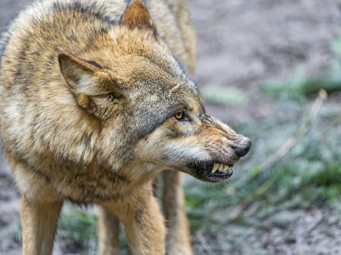 Wolf snarling with teeth bared