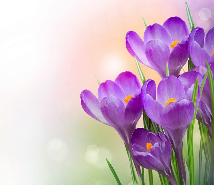 Purple Crocuses with Green Stems