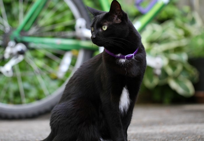 Black cat with purple collar