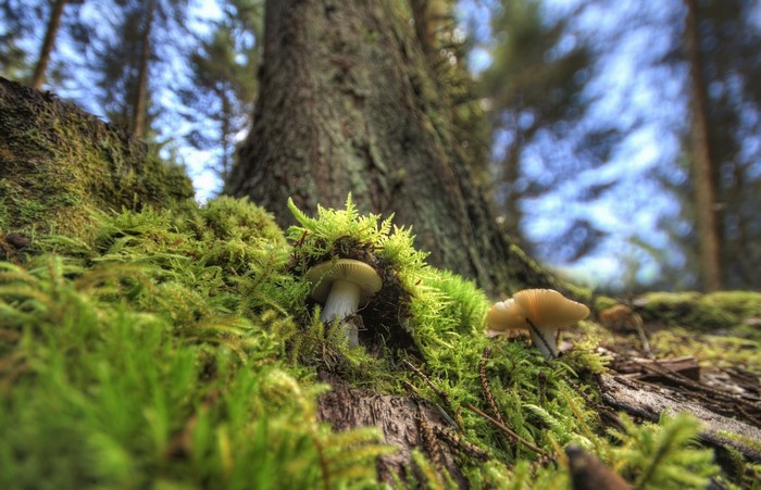 Mushrooms and moss on a tree trunk in a forest