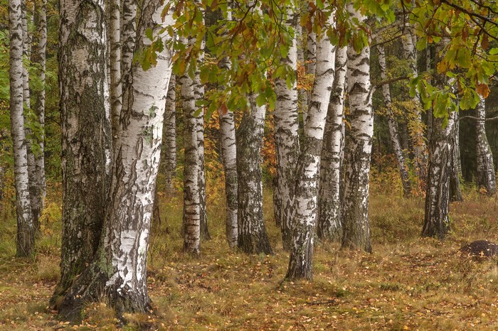 Birch forest in autumn with fallen leaves