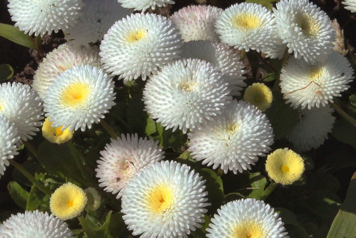 White Bellis flowers with yellow centers