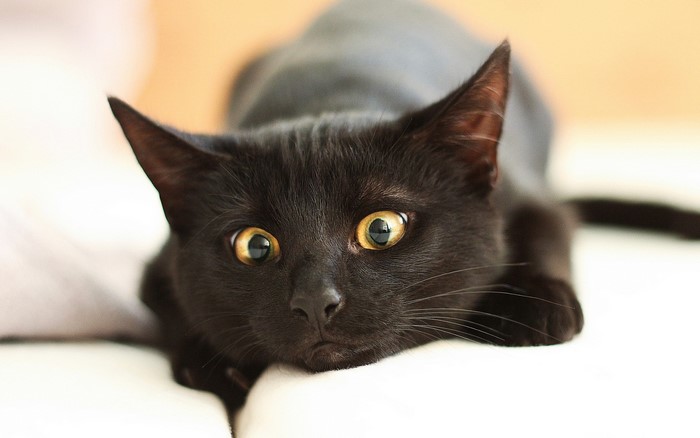 Black cat with yellow eyes looking forward