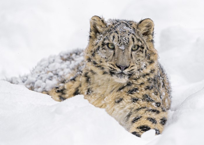 Snow leopard lying in the snow