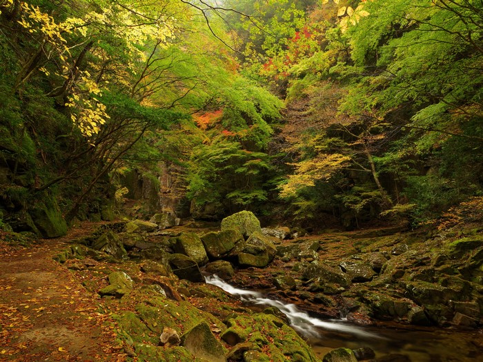 Forest stream with rocks and autumn leaves
