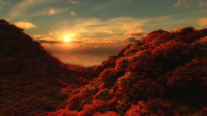 Autumn forest at sunset