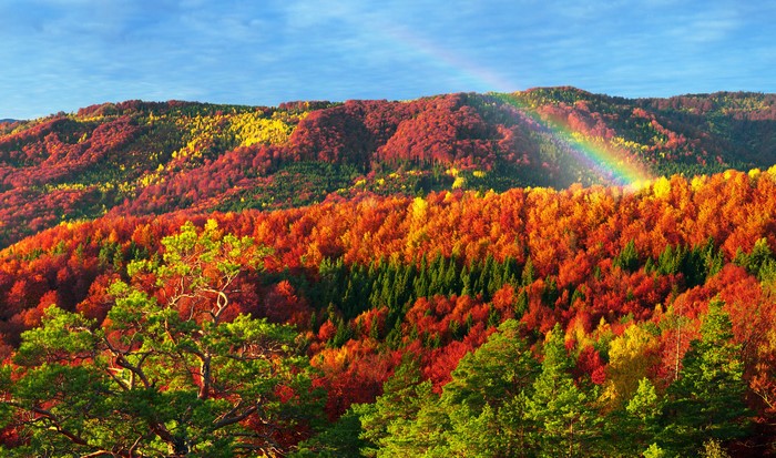 Autumn Forests in Carpathians, Zakarpattia, Ukraine with Rainbow