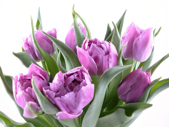 Bouquet of purple tulips with green leaves