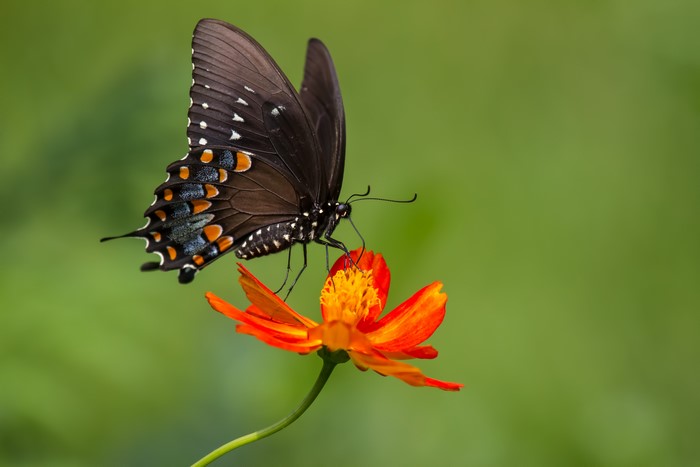 Black butterfly on an orange zinnia flower