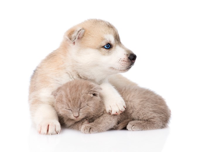 Siberian Husky puppy hugging a Scottish kitten