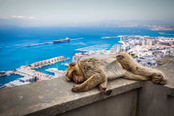 Monkey sleeping on a wall overlooking a city and ocean