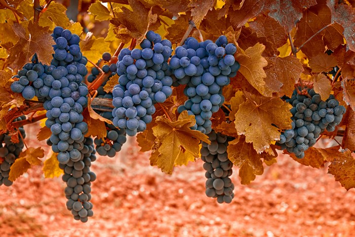 Grapes on a vine in autumn