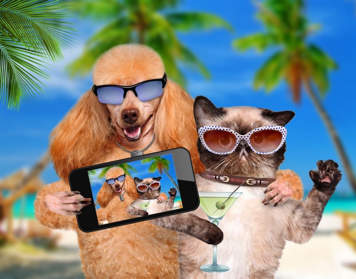 Poodle and Siamese Cat Taking a Selfie on Beach